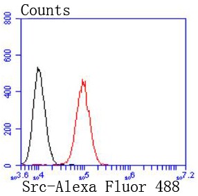 Flow cytometric analysis of NIH/3T3 cells with Src (8C4) Monoclonal Antibody (bsm-52790R) at 1:50 dilution (red) compared with an unlabeled control (cells without incubation with primary antibody; black). Flow cytometric analysis of NIH/3T3 cells with Src (8C4) Monoclonal Antibody (bsm-52790R) at 1:50 dilution (red) compared with an unlabeled control (cells without incubation with primary antibody; black).