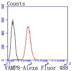 Flow cytometric analysis of HeLa cells with VAMP8 (1C1) Monoclonal Antibody (bsm-52587R) at 1:50 dilution (red) compared with an unlabeled control (cells without incubation with primary antibody; black). Flow cytometric analysis of HeLa cells with VAMP8 (1C1) Monoclonal Antibody (bsm-52587R) at 1:50 dilution (red) compared with an unlabeled control (cells without incubation with primary antibody; black).