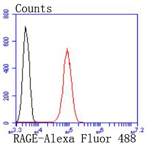 Flow cytometric analysis of Jurkat cells with RAGE (8G4) Monoclonal Antibody (bsm-52809R) at 1:50 dilution (red) compared with an unlabeled control (cells without incubation with primary antibody; black). Flow cytometric analysis of Jurkat cells with RAGE (8G4) Monoclonal Antibody (bsm-52809R) at 1:50 dilution (red) compared with an unlabeled control (cells without incubation with primary antibody; black).