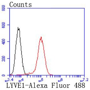 Flow cytometric analysis of Huvec cells with LYVE1 (5C1) Monoclonal Antibody (bsm-52811R) at 1:50 dilution (red) compared with an unlabeled control (cells without incubation with primary antibody; black).