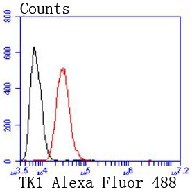 Flow cytometric analysis of HeLa cells with Thymidine Kinase 1 (9C1) Monoclonal Antibody (bsm-52813R) at 1:50 dilution (red) compared with an unlabeled control (cells without incubation with primary antibody; black).