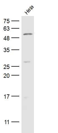 Lane 1: Hela Cells; Probed with CFLAR Polyclonal Antibody, Unconjugated (bs-0119R) at 1:500 overnight at 4°C followed by a conjugated secondary antibody for 60 minutes at 37°C.