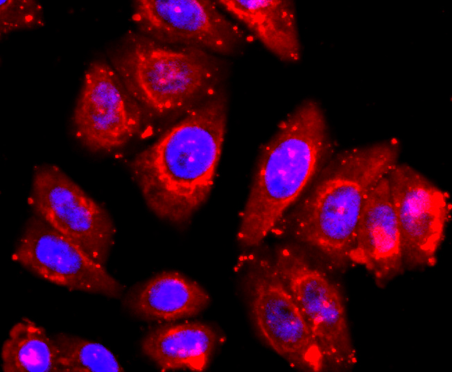IF(ICC) staining with ADAM17 (9E7) Monoclonal Antibody (bsm-52009R) at 1:100 in HepG2 cells (red). The nuclear counterstain is DAPI (blue). Cells were fixed in paraformaldehyde, permeabilized with 0.25% Triton X100\/PBS.