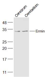 Lane 1: Mouse Cerebrum; Lane 2: Mouse Cerebellum; Probed with Ermin Polyclonal Antibody, Unconjugated (bs-14626) at 1:300 overnight at 4°C followed by a conjugated secondary antibody for 60 minutes at 37°C.