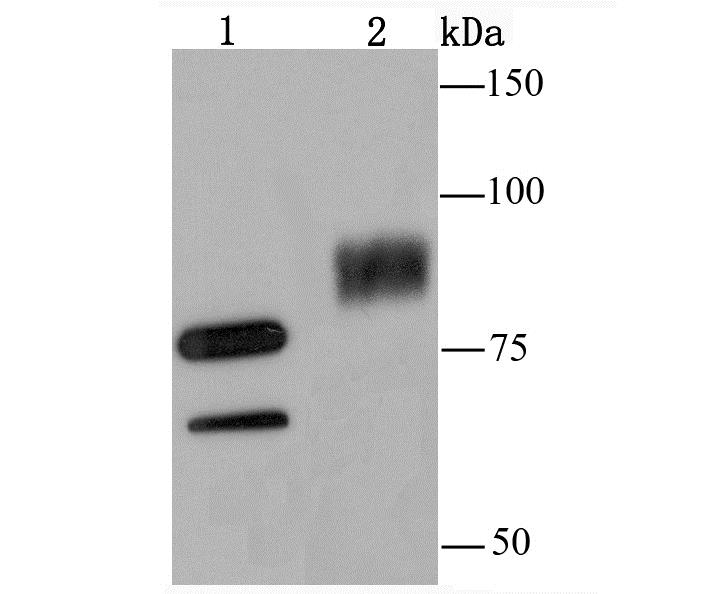 Lane 1: A549 Cells; Lane 2: PC-12 Cells; Probed with UBA2 (4F12) Monoclonal Antibody (bsm-54128R) at 1:500 overnight at 4°C followed by a conjugated secondary antibody for 60 minutes at 37°C.