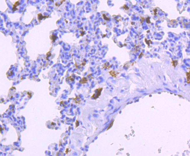 Paraformaldehyde-fixed and paraffin-embedded Rat Lung tissue incubated with AIF1 (9A3) Monoclonal Antibody (bsm-54132R) at 1:100, overnight at 4°C, followed by a conjugated secondary antibody and DAB staining. Counterstained with hematoxylin.