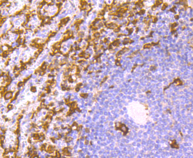 Paraformaldehyde-fixed and paraffin-embedded Human Spleen tissue incubated with AIF1 (9A3) Monoclonal Antibody (bsm-54132R) at 1:100, overnight at 4°C, followed by a conjugated secondary antibody and DAB staining. Counterstained with hematoxylin.