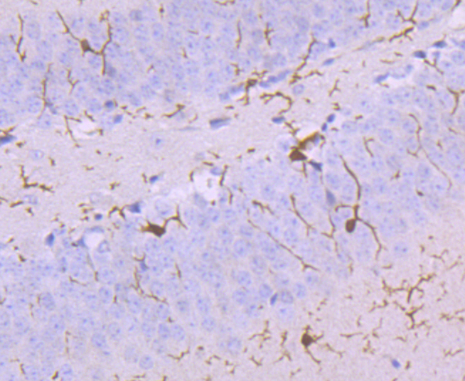 Paraformaldehyde-fixed and paraffin-embedded Mouse Brain tissue incubated with AIF1 (9A3) Monoclonal Antibody (bsm-54132R) at 1:100, overnight at 4°C, followed by a conjugated secondary antibody and DAB staining. Counterstained with hematoxylin.