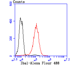 Flow cytometric analysis of THP-1 cells with AIF1 (9A3) Monoclonal Antibody (bsm-54132R) at 1:100 dilution (red) compared with an unlabeled control (cells without incubation with primary antibody; black).