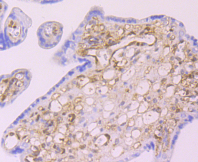 Paraformaldehyde-fixed and paraffin-embedded Human Placenta tissue incubated with Galectin 1 (9H8) Monoclonal Antibody (bsm-54137R) at 1:300, overnight at 4°C, followed by a conjugated secondary antibody and DAB staining. Counterstained with hematoxylin.