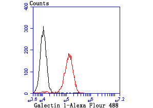 Flow cytometric analysis of NIH-3T3 cells with Galectin 1 (9H8) Monoclonal Antibody (bsm-54137R) at 1:100 dilution (red) compared with an unlabeled control (cells without incubation with primary antibody; black).