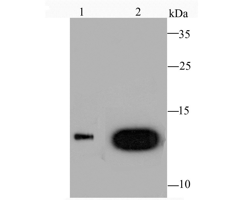 Lane 1: HL-60 Cells; Lane 2: Human Skeletal Muscle; Probed with Galectin 1 (9H8) Monoclonal Antibody (bsm-54137R) at 1:1000 overnight at 4°C followed by a conjugated secondary antibody for 60 minutes at 37°C.