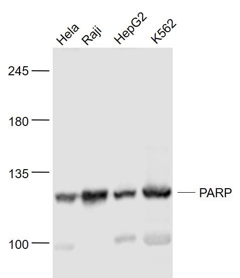 Lane 1: Hela Cells; Lane 2: Raji Cells; Lane 3: HepG2 Cells; Lane 4: K562 Cells; 30ug loaded into the lane; Probed with PARP1 Polyclonal Antibody, Unconjugated (bs-2138R) at 1:1000 overnight at 4°C followed by a conjugated secondary antibody at 1:20000 for 60 minutes at 37°C. Lower band is the cleaved PARP1 form.