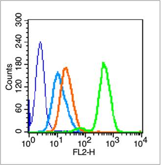 HL-60 cells were fixed with 70% methanol (Overnight at 4℃) and then permeabilized with 90% ice-cold methanol for 20 min at -20℃. The cells were incubated in 1XPBS/2%BSA/10% goat serum for 15 min at room temperature to block non-specific protein-protein interactions. Next, the cells were probed with PARP1 Polyclonal Antibody, Unconjugated (bs-2138R) at 1:500 (0.2ug/1x10^6 Cells) for 30 minutes at room temperature, followed by a Goat anti-rabbit IgG-PE (bs-0295G-PE) secondary antibody for 40 mins at room temperature. Acquisition of 20,000 events was performed. Primary Antibody staining (green) is compared to unstained cells (dark blue), secondary only (light blue) and isotype control (bs-0295P; orange).