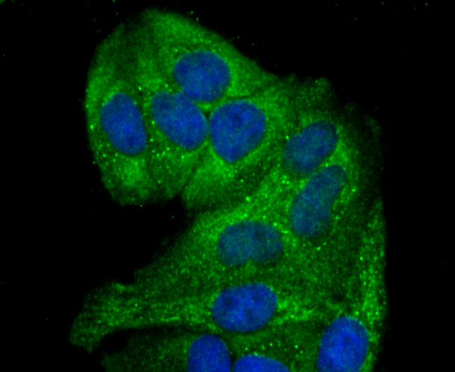 IF(ICC) staining with GCLM (4G5) Monoclonal Antibody (bsm-54141R) at 1:100 in Hela cells (green). The nuclear counterstain is DAPI (blue). Cells were fixed in paraformaldehyde, permeabilized with 0.25% Triton X100/PBS.