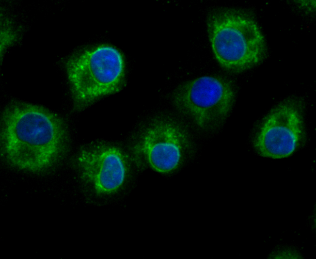 IF(ICC) staining with GCLM (4G5) Monoclonal Antibody (bsm-54141R) at 1:100 in A549 cells (green). The nuclear counterstain is DAPI (blue). Cells were fixed in paraformaldehyde, permeabilized with 0.25% Triton X100/PBS.
