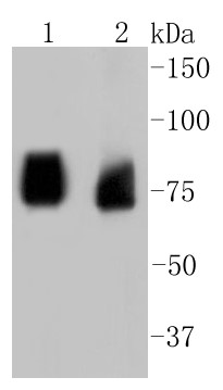 Lane 1: PC12 cells; Lane 2: 293T cells; Probed with ASH2L (1B6) Monoclonal Antibody (bsm-52448R) at 1:1000 overnight at 4°C followed by a conjugated secondary antibody for 60 minutes at 37°C. Lane 1: PC12 cells; Lane 2: 293T cells; Probed with ASH2L (1B6) Monoclonal Antibody (bsm-52448R) at 1:1000 overnight at 4°C followed by a conjugated secondary antibody for 60 minutes at 37°C.