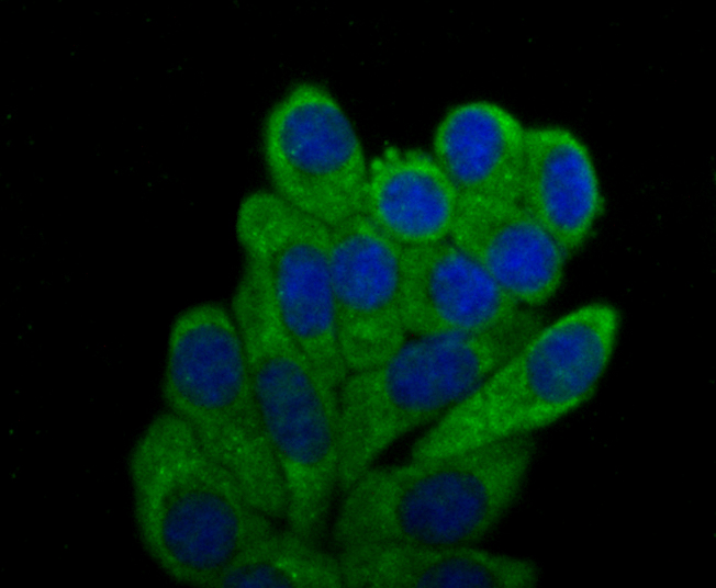 IF(ICC) staining with TLR2 (3A27) Monoclonal Antibody (bsm-54147R) at 1:100 in HepG2 cells (green). The nuclear counterstain is DAPI (blue). Cells were fixed in paraformaldehyde, permeabilized with 0.25% Triton X100/PBS.