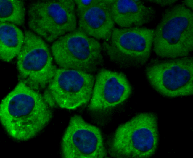 IF(ICC) staining with Vinculin (5G7) Monoclonal Antibody (bsm-54148R) at 1:100 in A431 cells (green). The nuclear counterstain is DAPI (blue). Cells were fixed in paraformaldehyde, permeabilized with 0.25% Triton X100/PBS.