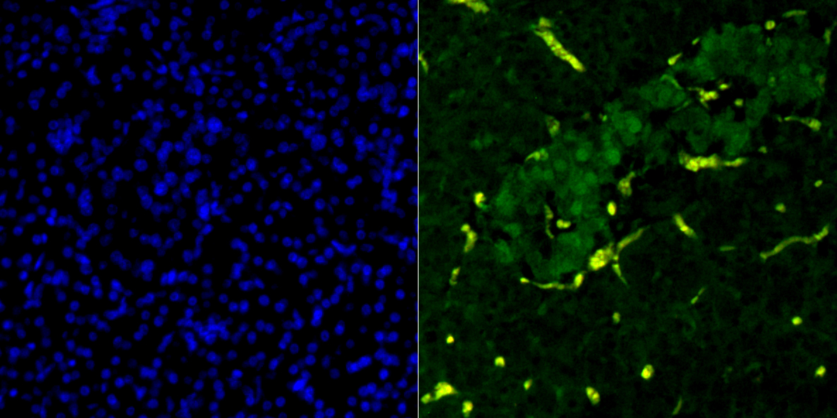 Paraformaldehyde-fixed and paraffin-embedded Human Kidney tissue incubated PDX1 (34A1) Monoclonal Antibody (bsm-54152R) at 1:100, overnight at 4°C, followed by a conjugated secondary antibody (green). The nuclear counterstain is DAPI (blue).