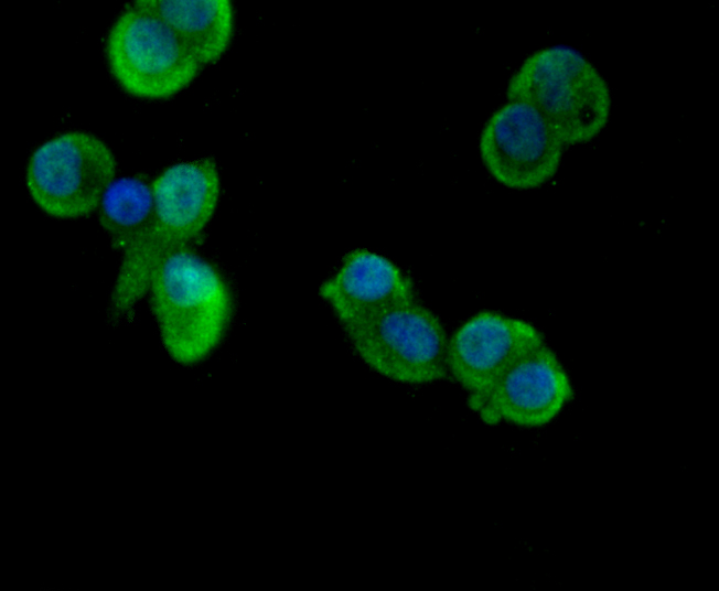 IF(ICC) staining with CD11b (9B3) Monoclonal Antibody (bsm-54156R) at 1:100 in LOVO cells (green). The nuclear counterstain is DAPI (blue). Cells were fixed in paraformaldehyde, permeabilized with 0.25% Triton X100/PBS.