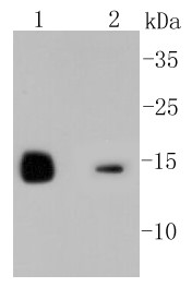 Lane 1: Mouse kidney; Lane 2: HL-60 cells; Probed with Lysozyme (3A11) Monoclonal Antibody (bsm-52456R) at 1:1000 overnight at 4°C followed by a conjugated secondary antibody for 60 minutes at 37°C.