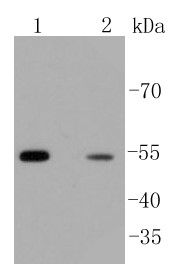 Lane 1: PC12 cells; Lane 2: Jurkat cells; Probed with beta Arrestin 1 (3A11) Monoclonal Antibody (bsm-52459R) at 1:1000 overnight at 4°C followed by a conjugated secondary antibody for 60 minutes at 37°C.