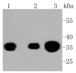 Lane 1: A431 cells; Lane 2: F9 cells; Lane 3: PC12 cells; Probed with PP2A (Y307) (29A1) Monoclonal Antibody (bsm-52461R) at 1:1000 overnight at 4°C followed by a conjugated secondary antibody for 60 minutes at 37°C.