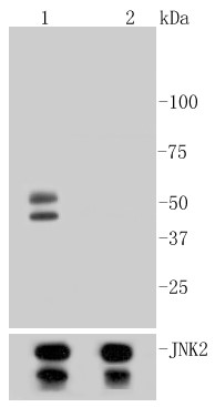 Lane 1: NIH/3T3 cell lysate, treated with Anisomycin; Lane 2: NIH/3T3 cell lysate, untreated; Probed with Phospho-JNK1/2/3 (T183+T183+T221) (6C10) Monoclonal Antibody (bsm-52462R) at 1:1000 overnight at 4°C followed by a conjugated secondary antibody for 60 minutes at 37°C.