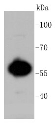 MCF-7 cell lysate probed with AKT1/2/3 (35B2) Monoclonal Antibody (bsm-52468R) at 1:1000 overnight at 4°C followed by a conjugated secondary antibody for 60 minutes at 37°C.