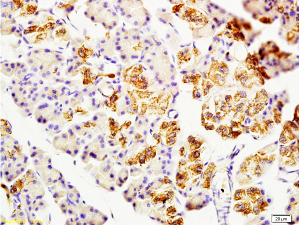 Formalin-fixed and paraffin embedded: rat pancreas tissue labeled with Anti-CNP/CNPase Polyclonal Antibody (bs-1000R), Unconjugated at 1:200, followed by conjugation to the secondary antibody and DAB staining.