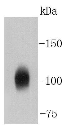 A549 cells Probed with Sodium Potassium ATPase (13H5) Monoclonal Antibody (bsm-52485R) at 1:1000 overnight at 4°C followed by a conjugated secondary antibody for 60 minutes at 37°C.