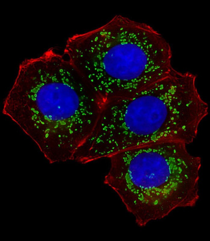 IF(ICC) staining with ALDH1A1 (2C2) Monoclonal Antibody (bsm-51032M) at 1:25 in MCF-7 cells (green). The nuclear counterstain is DAPI (blue). Cytoplasmic actin is detected with Dylight® 554 Phalloidin (red). Cells were fixed in 4% paraformaldehyde, permeabilized with 0.1% Triton X100/PBS.