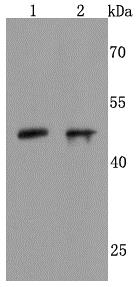 Lane 1: Human Brain; Lane 2: SH-SY5Y Cells; Probed with NeuroD1 (1C9) Monoclonal Antibody (bsm-52948R) at 1:500 overnight at 4°C followed by a conjugated secondary antibody for 60 minutes at 37°C.