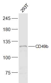 293T(Human) Cell Lysate at 30 ug probed with Integrin alpha 2/CD49b Polyclonal Antibody (bs-10132R) at 1:300 overnight at 4°C followed by a conjugated secondary antibody for 60 minutes at 37°C.