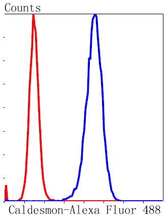 Flow cytometric analysis of NIH/3T3 cells with Caldesmon (14G2) Monoclonal Antibody (bsm-52411R) at a 1:50 dilution (blue) compared with an unlabeled control (cells without incubation with primary antibody; red).