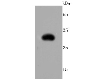 RFP recombinant protein probed with RFP (1G11) Monoclonal Antibody (bsm-52995R) at 1:500 overnight at 4°C followed by a conjugated secondary antibody for 60 minutes at 37°C._x000D_ _x000D_
