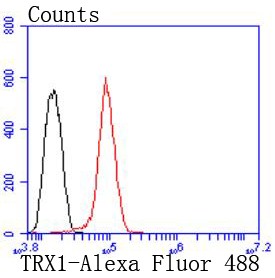 Flow cytometric analysis of HeLa cells with Thioredoxin (9C1) Monoclonal Antibody (bsm-52868R) at a 1:50 dilution (red) compared with an unlabeled control (cells without incubation with primary antibody; black). Flow cytometric analysis of HeLa cells with Thioredoxin (9C1) Monoclonal Antibody (bsm-52868R) at a 1:50 dilution (red) compared with an unlabeled control (cells without incubation with primary antibody; black).