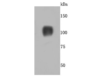 Mouse heart cells lysates probed with CD26 (4A9) Monoclonal Antibody (bsm-52968R) at 1:500 overnight at 4°C followed by a conjugated secondary antibody for 60 minutes at 37°C._x000D_ _x000D_