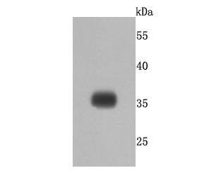 Human lung cells lysates probed with delta Sarcoglycan (8C8) Monoclonal Antibody (bsm-52963R) at 1:500 overnight at 4°C followed by a conjugated secondary antibody for 60 minutes at 37°C._x000D_ _x000D_ Human lung cells lysates probed with delta Sarcoglycan (8C8) Monoclonal Antibody (bsm-52963R) at 1:500 overnight at 4°C followed by a conjugated secondary antibody for 60 minutes at 37°C._x000D_ _x000D_