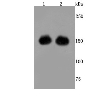 Lane 1: 293 cells lysates transfected with CRISPR-Cas9; Lane 2: 293T cells lysates transfected with CRISPR-Cas9; Probed with CRISPR-Cas9 SP (6C1) Monoclonal Antibody (bsm-52960R) at 1:500 overnight at 4°C followed by a conjugated secondary antibody for 60 minutes at 37°C._x000D_