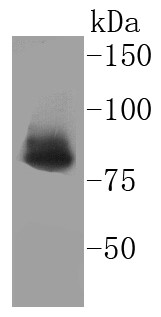 MCF-7 cell lysate probed with Ku80 (1F1) Monoclonal Antibody (bsm-52512R) at 1:1000 overnight at 4°C followed by a conjugated secondary antibody for 60 minutes at 37°C.