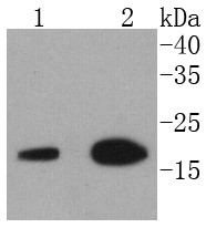 Lane 1: Jurkat Cells; Lane 2: MCF-7 Cells; Probed with eIF5A (3A6) Monoclonal Antibody (bsm-52519R) at 1:1000 overnight at 4°C followed by a conjugated secondary antibody for 60 minutes at 37°C.