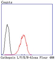 Flow cytometric analysis of HepG2 cells with Cathepsin LVKH (9C3) Monoclonal Antibody (bsm-52919R) at 1:50 dilution (red) compared with an unlabeled control (cells without incubation with primary antibody; black)