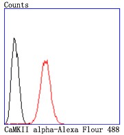 Flow cytometric analysis of sh-sy5y cells with CaMKII alpha (3C5) Monoclonal Antibody (bsm-52929R) at 1:50 dilution (red) compared with an unlabeled control (cells without incubation with primary antibody; black)