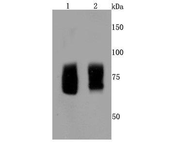 Lane 1: Hela cells lysates; Lane 2: K562 cells lysates; Probed with FMRP (1B6) Monoclonal Antibody (bsm-52945R) at 1:500 overnight at 4°C followed by a conjugated secondary antibody for 60 minutes at 37°C._x000D_ _x000D_ _x000D_ Lane 1: Hela cells lysates; Lane 2: K562 cells lysates; Probed with FMRP (1B6) Monoclonal Antibody (bsm-52945R) at 1:500 overnight at 4°C followed by a conjugated secondary antibody for 60 minutes at 37°C._x000D_ _x000D_ _x000D_