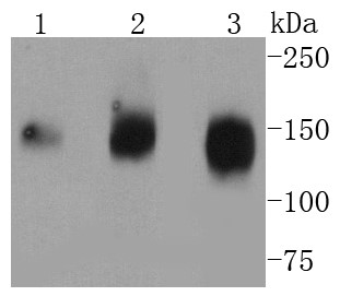 Lane 1: THP-1 Cells; Lane 2: human heart; Lane 3: U937 Cells; Probed with CD13 (3C11) Monoclonal Antibody (bsm-52528R) at 1:1000 overnight at 4°C followed by a conjugated secondary antibody for 60 minutes at 37°C.