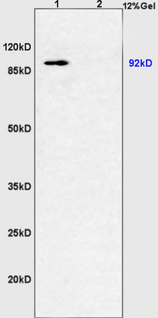 L1 pig muscles lysates L2 mouse kidney lysates probed with Anti PGC1 alpha Polyclonal Antibody, Unconjugated (bs-7535R) at 1:200 overnight at 4˚C. Followed by conjugation to secondary antibody (bs-0295G-HRP) at 1:3000 for 90 min at 37˚C. Predicted band 91-110kD. Observed band size: 92kD.