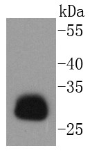 Daudi cell lysate probed with HLA-DR (32G3) Monoclonal Antibody (bsm-52535R) at 1:1000 overnight at 4°C followed by a conjugated secondary antibody for 60 minutes at 37°C.