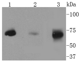 Lane 1: HepG2; Lane 2: Rat brain; Lane 3: SW480 Cells; Probed with MEKK2 (9A2) Monoclonal Antibody (bsm-52540R) at 1:1000 overnight at 4°C followed by a conjugated secondary antibody for 60 minutes at 37°C.
